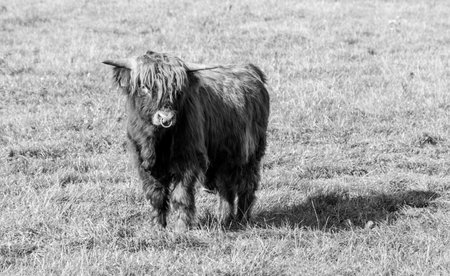 One of the favorite types of mammal is the Highland Cow, originating from Scotland but also found in other area of the United Kingdom.の写真素材
