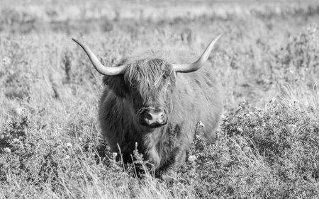One of the favorite types of mammal is the Highland Cow, originating from Scotland but also found in other area of the United Kingdom.の写真素材