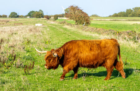 One of the favorite types of mammal is the Highland Cow, originating from Scotland but also found in...