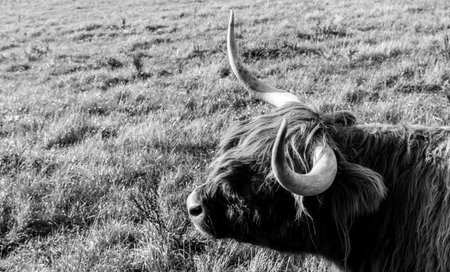 One of the favorite types of mammal is the Highland Cow, originating from Scotland but also found in...