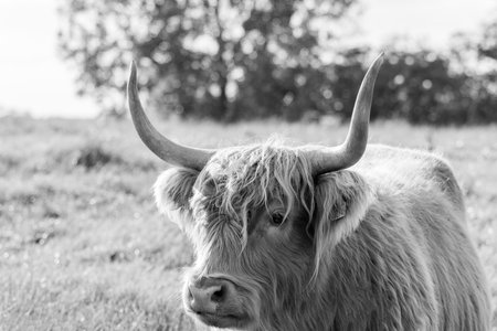 One of the favorite types of mammal is the Highland Cow, originating from Scotland but also found in...