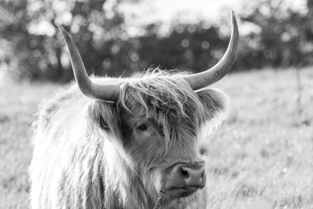 One of the favorite types of mammal is the Highland Cow, originating from Scotland but also found in other area of the United Kingdom.の写真素材