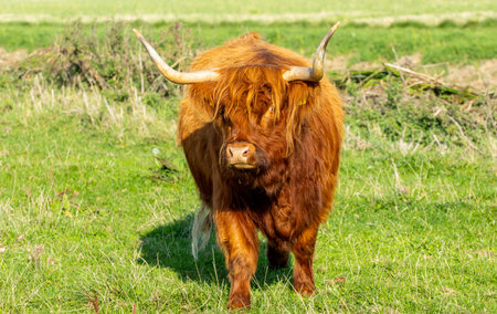 One of the favorite types of mammal is the Highland Cow, originating from Scotland but also found in...