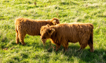 One of the favorite types of mammal is the Highland Cow, originating from Scotland but also found in other area of the United Kingdom.の写真素材