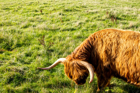 One of the favorite types of mammal is the Highland Cow, originating from Scotland but also found in...