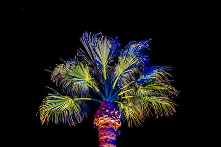 Palm trees often found in exotic locations, here seen it's silhouette against the night sky.の写真素材