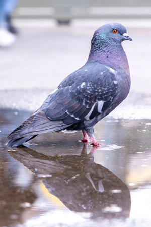 A pigeon enjoying a puddle in the middle of a street, for a drink and a wash.の写真素材