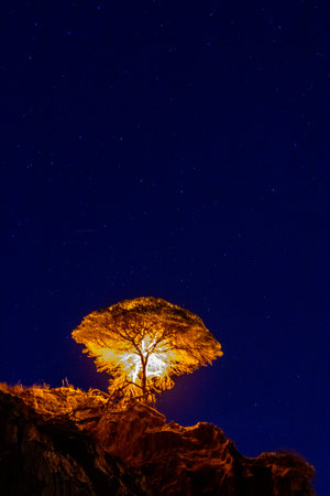 A single tree up high on a cliff face which has been lit up by installed lighting, standing proud...