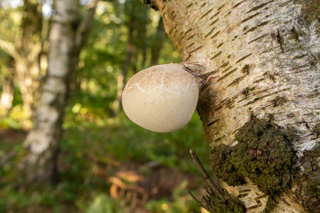 A tree growing strange shaped fungus on the side of it.の写真素材