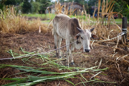 Cattle at the farmの写真素材