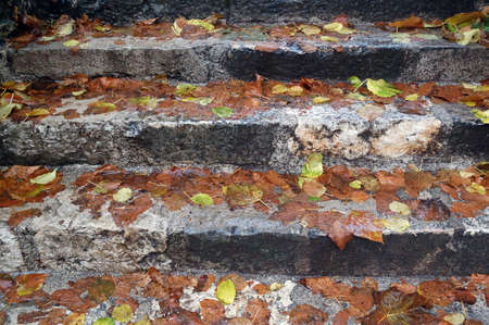 Fall leaves on the wet stepsの写真素材