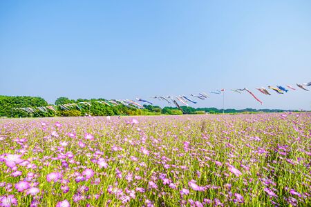 Konosu Flower Festival, The Carp Streamer and the Wheat Nadeshikoの写真素材