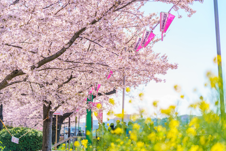Cherry Blossom Festival at Sumida Park in Tokyoのeditorial素材