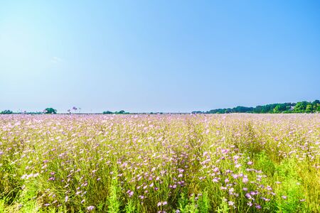 Konosu Flower Festival Wheat Nadeshiko In the Windの写真素材