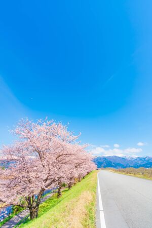 Spring in Japan, Cherry trees lined with cherry trees on the Kurobe River embankment, nyuzen-machi, Toyama Prefectureの写真素材