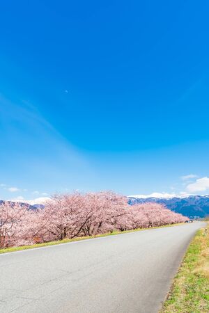Spring in Japan, Cherry trees lined with cherry trees on the Kurobe River embankment, nyuzen-machi, Toyama Prefectureの写真素材