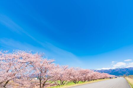 Spring in Japan, Cherry trees lined with cherry trees on the Kurobe River embankment, nyuzen-machi, Toyama Prefectureの写真素材