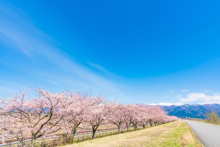 Spring in Japan, Cherry trees lined with cherry trees on the Kurobe River embankment, nyuzen-machi, Toyama Prefectureの写真素材