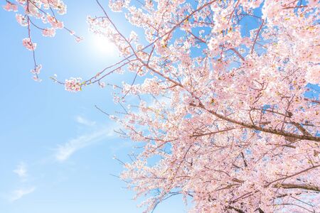 Spring in Japan, Cherry trees along the clear stream of Funakawa Beri, Toyama Prefectureの写真素材