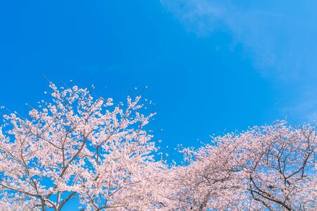 Spring in Japan, Cherry trees along the clear stream of Funakawa Beri, Toyama Prefectureの写真素材