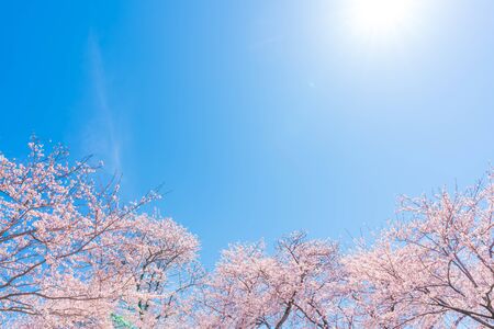 Spring in Japan, Cherry trees along the clear stream of Funakawa Beri, Toyama Prefectureの写真素材