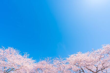 Spring in Japan, Cherry trees along the clear stream of Funakawa Beri, Toyama Prefectureの写真素材