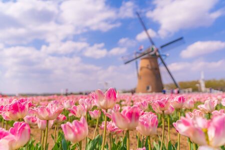 Spring in Japan Tulip Field in Sakura, Chibaの素材 [FY310136150128]