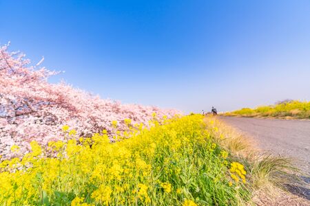 Spring in Japan Cherry Trees and canola flowers at Kumagai Cherry Blossom Bank, Saitama Prefectureの写真素材