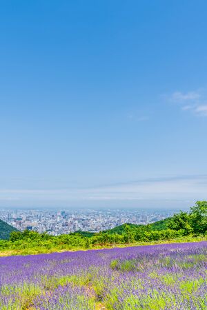 Summer Hokkaido Sapporo Horomi Pass Lavender Gardenの写真素材