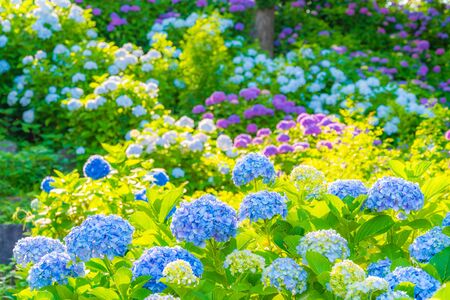 Odawara Castle Hydrangea and  Iris Festivalの写真素材