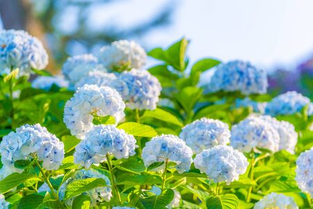 Odawara Castle Hydrangea and  Iris Festivalの写真素材