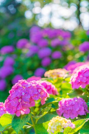 Odawara Castle Hydrangea Festivalの写真素材
