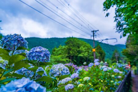 Scenery of Hakone in early summer, Hakone Tozan Railway and Hydrangeaの写真素材