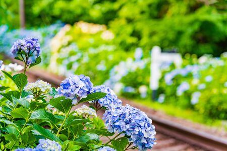 Scenery of Hakone in early summer, Hakone Tozan Railway and Hydrangeaの写真素材