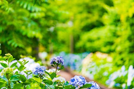 Scenery of Hakone in early summer, Hakone Tozan Railway and Hydrangeaの写真素材