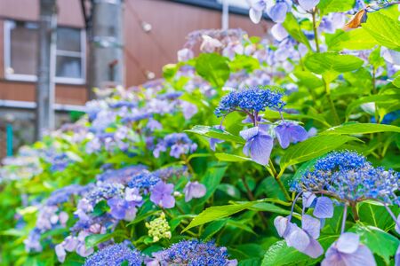 Scenery of Hakone in early summer, Hakone Tozan Railway and Hydrangeaの写真素材