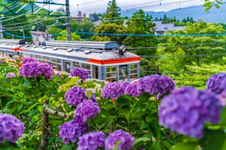 Scenery of Hakone in early summer, Hakone Tozan Railway and Hydrangeaの写真素材