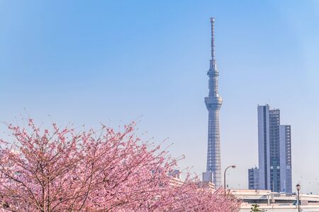 Spring in Japan, Cherry trees along the Sumida Riverの写真素材