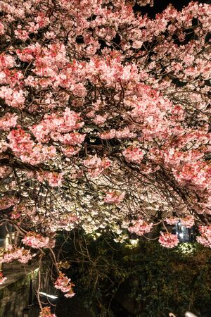 Atami in early spring, Night view of cherry trees along the Itogawa Riverの写真素材