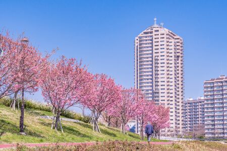 Spring in Japan, Cherry trees along the Sumida Riverの写真素材