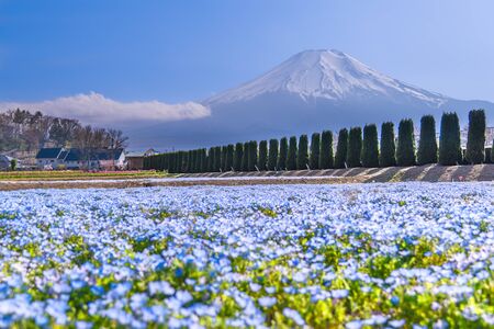 Spring in Japan, Mt. Fuji through the Nemophila Fieldの写真素材