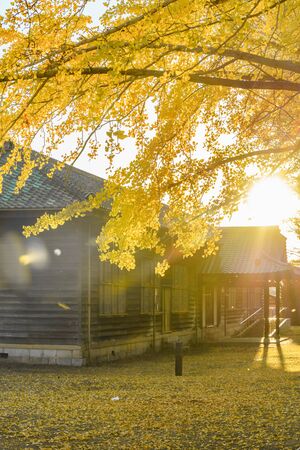 Autumn in Japan, Mito Historical Museum: Autumn Leaves of Ginkgo Treesのeditorial素材