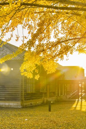 Autumn in Japan, Mito Historical Museum: Autumn Leaves of Ginkgo Treesのeditorial素材