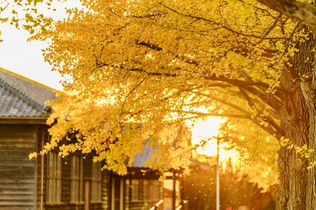 Autumn in Japan, Mito Historical Museum: Autumn Leaves of Ginkgo Treesのeditorial素材