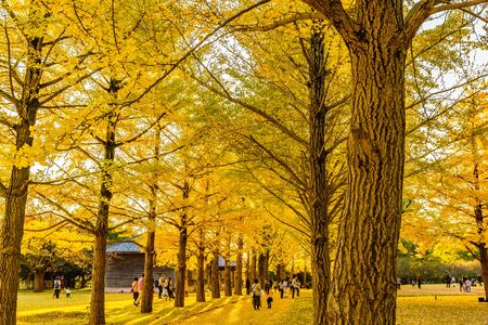 Autumn in Japan, Mito Historical Museum: Autumn Leaves of Ginkgo Treesのeditorial素材