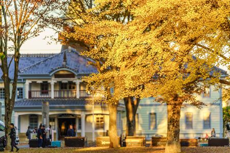 Autumn in Japan, Mito Historical Museum: Autumn Leaves of Ginkgo Treesのeditorial素材