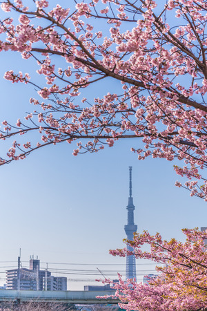 Spring in Japan, Tokyo, Edogawa-ku, Kawazu cherry blossoms along the former Nakagawa Riverのeditorial素材