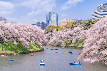 Spring in Japan, Urban Scenery of Tokyo [Sakura of Chidorigafuchi]のeditorial素材