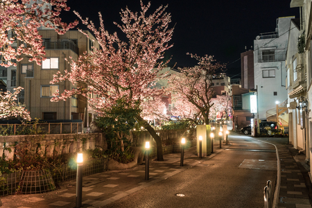 Atami in early spring, Night view of cherry trees along the Itogawa Riverのeditorial素材