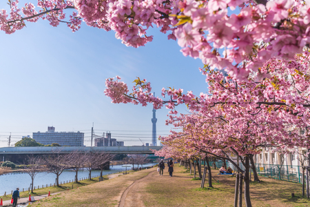 Spring in Japan, Tokyo, Edogawa-ku, Kawazu cherry blossoms along the former Nakagawa Riverのeditorial素材